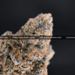 Limesicle strain dense neon green buds with orange hairs and amber trichomes – Exotic Blooms DC, MD, VA cannabis delivery