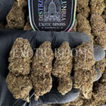 Pink Rozay indica hybrid cannabis strain – available for weed delivery in DC, Virginia, and Richmond via Exotic Blooms