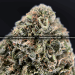 Runtzbert strain for delivery in Washington DC, Virginia, and Maryland – hybrid cannabis with sweet berry lime flavor and frosty green buds