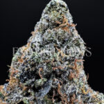 Tropicana Cookies sativa hybrid cannabis strain – available for weed delivery in DC, Virginia, and Richmond via Exotic Blooms