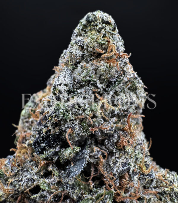 Tropicana Cookies sativa hybrid cannabis strain – available for weed delivery in DC, Virginia, and Richmond via Exotic Blooms