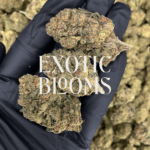 Warhead sativa-dominant hybrid strain with 23–26% THC, lemon-candy flavor, uplifting energy and focus. Available for weed delivery in DC, Virginia, Maryland, and Richmond.