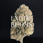Warhead sativa-dominant hybrid strain with 23–26% THC, lemon-candy flavor, uplifting energy and focus. Available for weed delivery in DC, Virginia, Maryland, and Richmond.