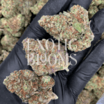 Blackberry OG (Blackberry Kush) cannabis strain with sweet berry flavor and relaxing effects – delivery available in Washington DC, Virginia, Maryland & Richmond.