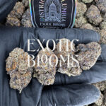 Blue Cookies indica-dominant hybrid, 28–31% THC — Exotic Blooms delivery Washington DC, Virginia, Maryland, Richmond VA