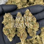 Blueberry Haze strain with fruity blueberry flavor and clear-headed effects, testing at 22–26% THC. Available for weed delivery in Washington DC, Virginia, Maryland, and Richmond.
