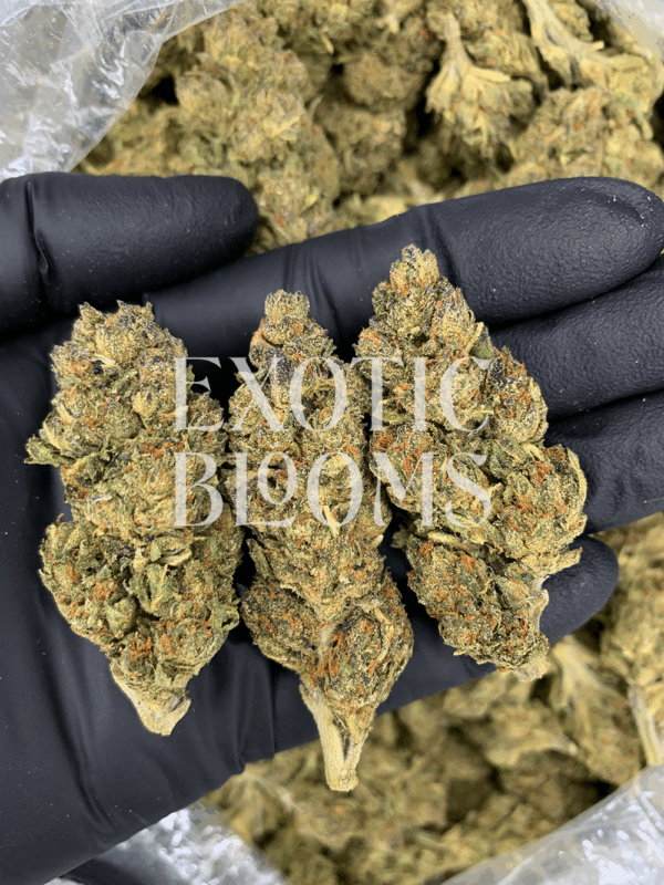 Blueberry Haze strain with fruity blueberry flavor and clear-headed effects, testing at 22–26% THC. Available for weed delivery in Washington DC, Virginia, Maryland, and Richmond.