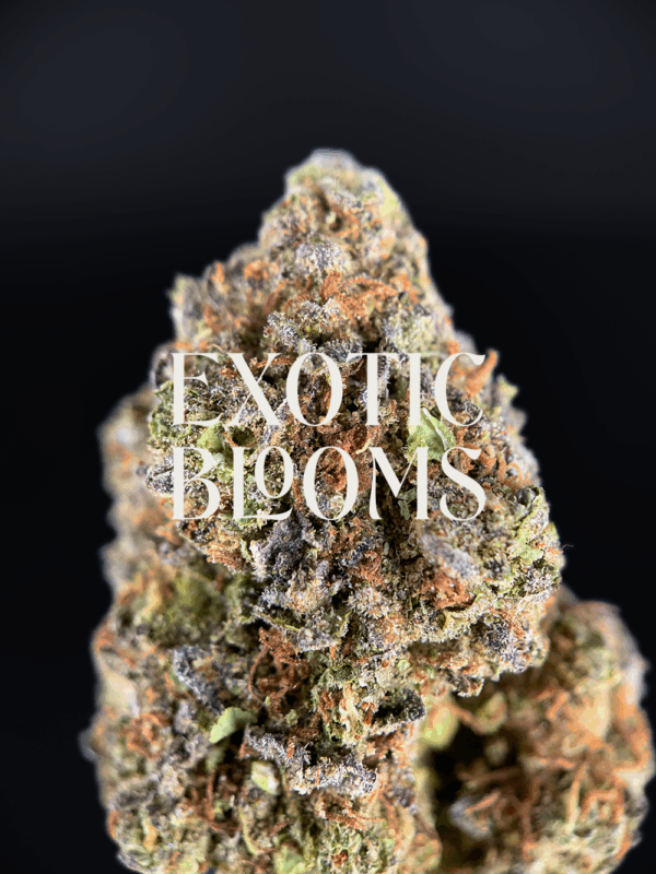 Cheetah Piss strain for DC, Virginia, Maryland & Richmond weed delivery – Exotic Blooms
