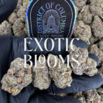 Frosted Gelato sativa hybrid strain — 27–30% THC — Exotic Blooms — Washington DC, Virginia, Maryland, Richmond VA delivery