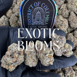Frosted Gelato sativa hybrid strain — 27–30% THC — Exotic Blooms — Washington DC, Virginia, Maryland, Richmond VA delivery