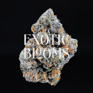 Frosted Gelato sativa hybrid strain — 27–30% THC — Exotic Blooms — Washington DC, Virginia, Maryland, Richmond VA delivery