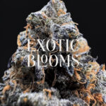 Frosted Gelato sativa hybrid strain — 27–30% THC — Exotic Blooms — Washington DC, Virginia, Maryland, Richmond VA delivery