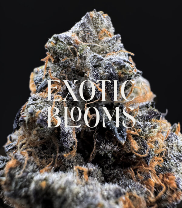 Frosted Gelato sativa hybrid strain — 27–30% THC — Exotic Blooms — Washington DC, Virginia, Maryland, Richmond VA delivery