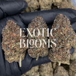 Gaslato cannabis strain with sweet diesel and vanilla mint aroma, available for DC, Virginia, Maryland, and Richmond weed delivery