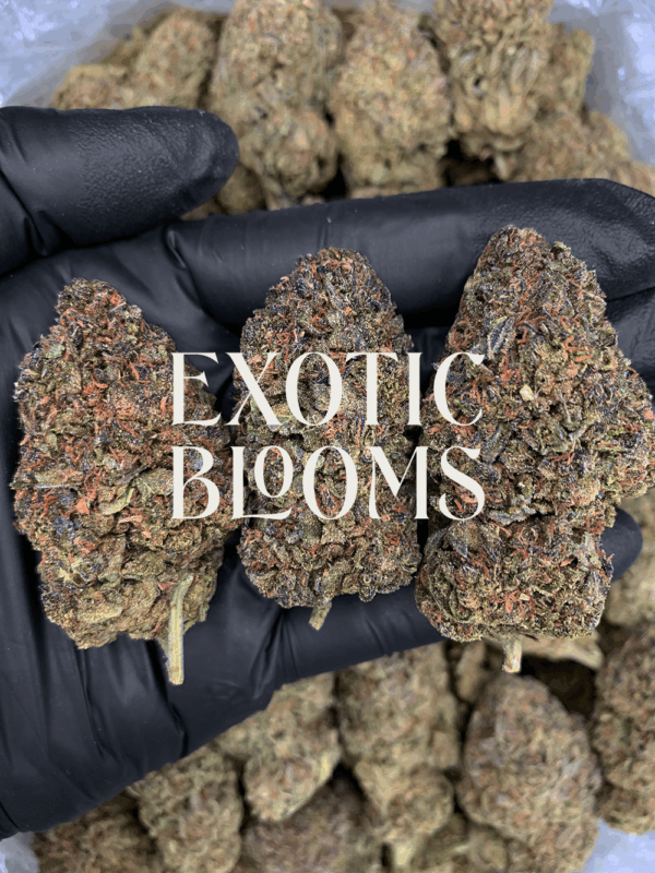 Gaslato cannabis strain with sweet diesel and vanilla mint aroma, available for DC, Virginia, Maryland, and Richmond weed delivery