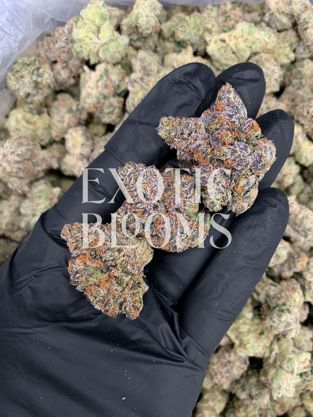 Gelonade cannabis strain with frosty mint-green buds and citrus-vanilla aroma, available for weed delivery in Washington DC, Virginia, Maryland, and Richmond.