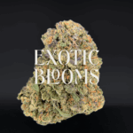 Guava cannabis strain with tropical fruity flavor and uplifting sativa effects, testing at 22–26% THC. Available for weed delivery in Washington DC, Virginia, Maryland, and Richmond.