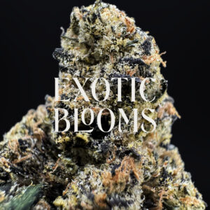 Gumbo Runtz strain, indica-leaning hybrid, 29–31% THC, Exotic Blooms weed delivery in Washington DC, Virginia, Maryland, and Richmond VA