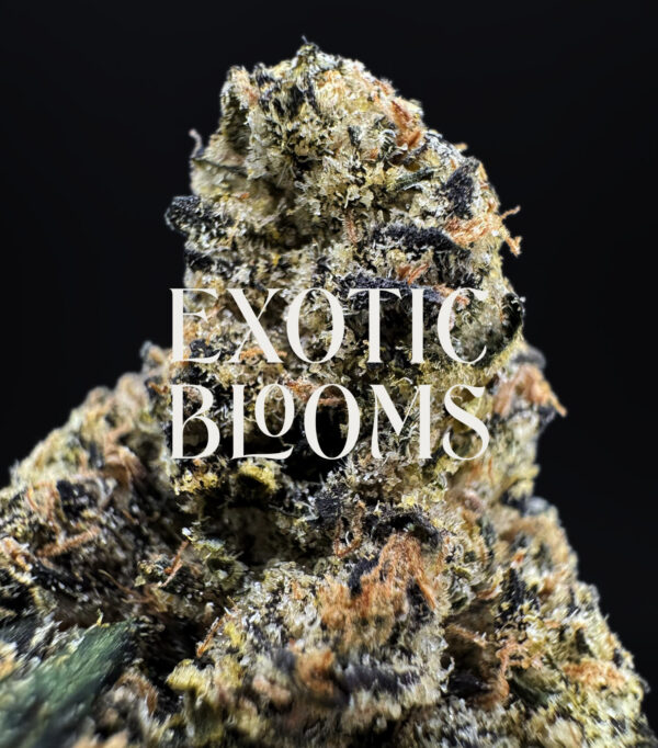Gumbo Runtz strain, indica-leaning hybrid, 29–31% THC, Exotic Blooms weed delivery in Washington DC, Virginia, Maryland, and Richmond VA