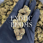 Gumbo Runtz strain, indica-leaning hybrid, 29–31% THC, Exotic Blooms weed delivery in Washington DC, Virginia, Maryland, and Richmond VA