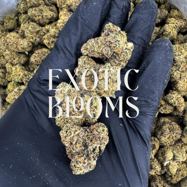Gumbo Runtz strain, indica-leaning hybrid, 29–31% THC, Exotic Blooms weed delivery in Washington DC, Virginia, Maryland, and Richmond VA