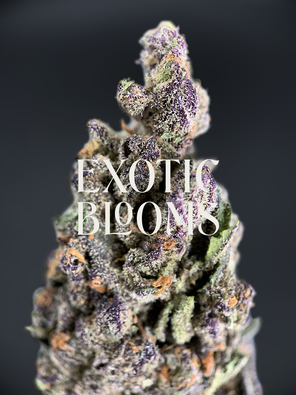 Hawaiian Trainwreck strain for weed delivery in Washington DC, Virginia, and Maryland