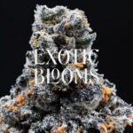 Horchata hybrid cannabis strain — +29% THC — Exotic Blooms — Washington DC, Virginia, Maryland, Richmond VA delivery