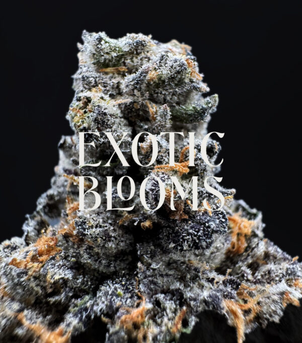 Horchata hybrid cannabis strain — +29% THC — Exotic Blooms — Washington DC, Virginia, Maryland, Richmond VA delivery