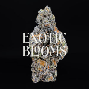 Horchata hybrid cannabis strain — +29% THC — Exotic Blooms — Washington DC, Virginia, Maryland, Richmond VA delivery