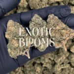 Illuminati OG strain with dense frosty buds, earthy pine aroma, and 24–27% THC. Available for weed delivery in Washington DC, Virginia, Maryland, and Richmond.