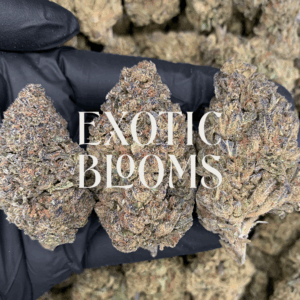 Lilac GMO cannabis strain with golden-amber trichomes and floral coffee aroma, available for DC, Virginia, Maryland, and Richmond delivery