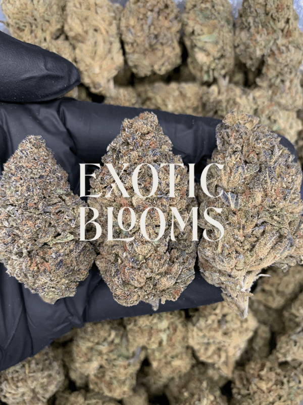 Lilac GMO cannabis strain with golden-amber trichomes and floral coffee aroma, available for DC, Virginia, Maryland, and Richmond delivery