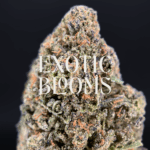 Lilac GMO cannabis strain with golden-amber trichomes and floral coffee aroma, available for DC, Virginia, Maryland, and Richmond delivery