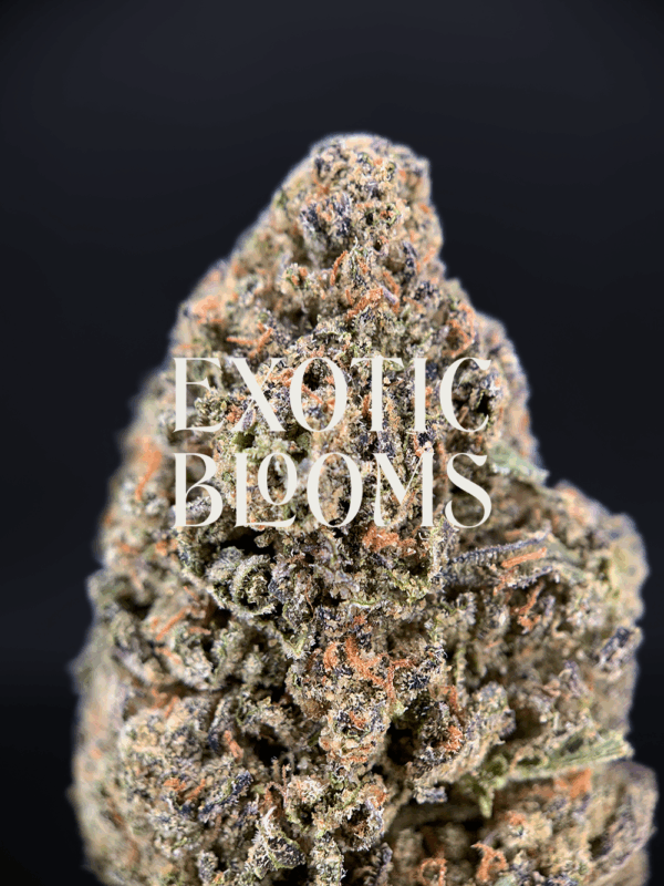 Lilac GMO cannabis strain with golden-amber trichomes and floral coffee aroma, available for DC, Virginia, Maryland, and Richmond delivery