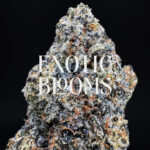 Orange Daiquiri strain, balanced hybrid, 27–29% THC, Exotic Blooms weed delivery in Washington DC, Virginia, Maryland, and Richmond VA