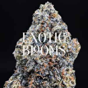 Orange Daiquiri strain, balanced hybrid, 27–29% THC, Exotic Blooms weed delivery in Washington DC, Virginia, Maryland, and Richmond VA