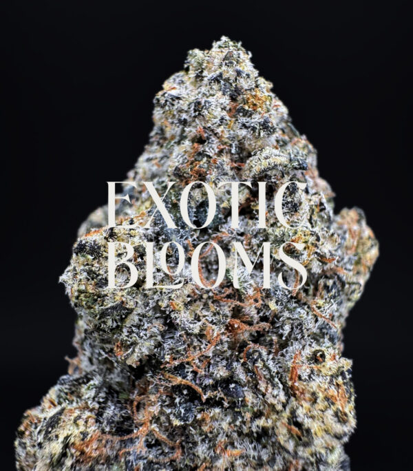 Orange Daiquiri strain, balanced hybrid, 27–29% THC, Exotic Blooms weed delivery in Washington DC, Virginia, Maryland, and Richmond VA