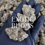 Orange Daiquiri strain, balanced hybrid, 27–29% THC, Exotic Blooms weed delivery in Washington DC, Virginia, Maryland, and Richmond VA