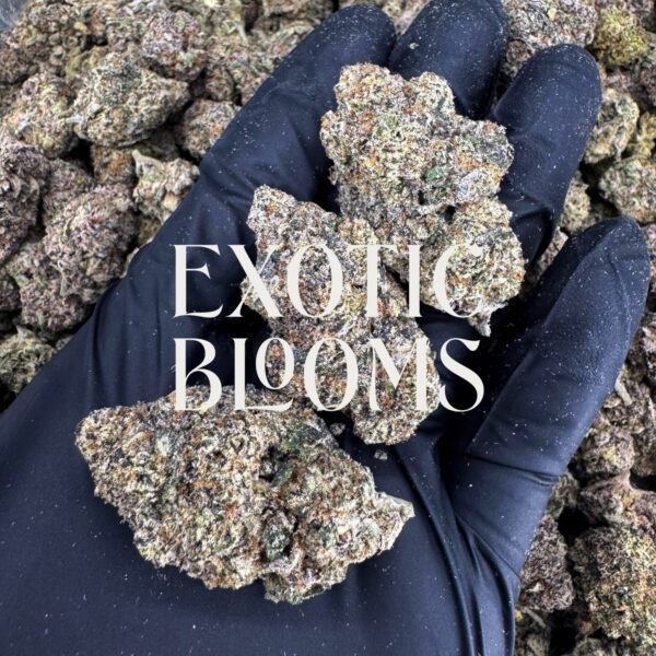 Orange Daiquiri strain, balanced hybrid, 27–29% THC, Exotic Blooms weed delivery in Washington DC, Virginia, Maryland, and Richmond VA