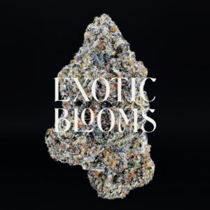 Orange Daiquiri strain, balanced hybrid, 27–29% THC, Exotic Blooms weed delivery in Washington DC, Virginia, Maryland, and Richmond VA