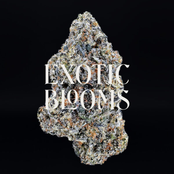Orange Daiquiri strain, balanced hybrid, 27–29% THC, Exotic Blooms weed delivery in Washington DC, Virginia, Maryland, and Richmond VA