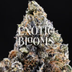 Rainbow Ice hybrid cannabis strain — 28–30% THC — Exotic Blooms — Washington DC, Virginia, Maryland, Richmond VA delivery