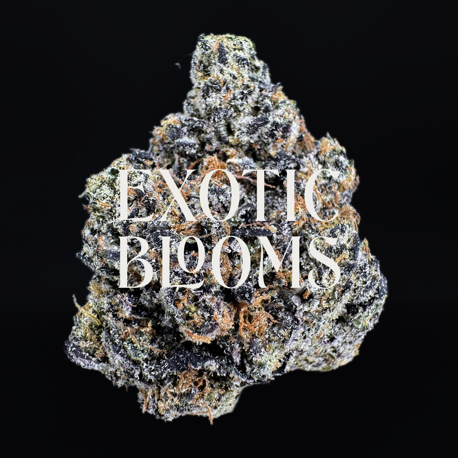 Rainbow Ice Hybrid Cannabis Strain — 28–30% THC — Exotic Blooms — Washington DC, Virginia, Maryland, Richmond VA Delivery Rainbow Ice hybrid cannabis strain — 28–30% THC — Exotic Blooms — Washington DC, Virginia, Maryland, Richmond VA delivery