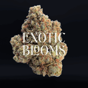 Sherbet Biscotti hybrid strain for premium weed delivery in Washington DC, Virginia, Maryland, and Richmond