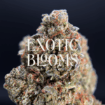 Sherbet Biscotti hybrid strain for premium weed delivery in Washington DC, Virginia, Maryland, and Richmond