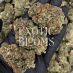 Starburst OG (Starburst Kush) hybrid cannabis strain with sweet lemon candy flavor and high THC – delivery available in Washington DC, Virginia, Maryland & Richmond.