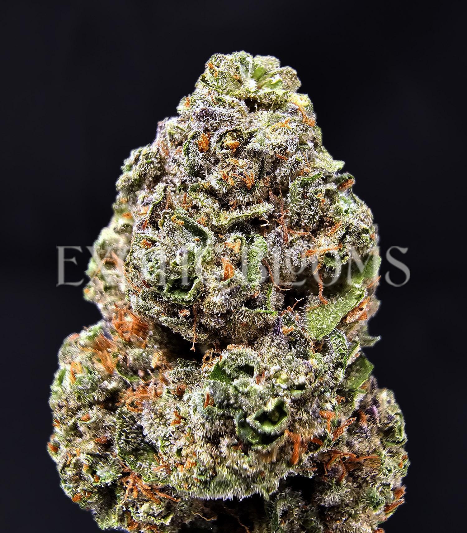 Sunset Sherbet strain for weed delivery in Washington DC, Virginia, and Maryland