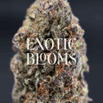Super Boof strain buds with cherry berry aroma, citrus nuttiness, and balanced hybrid effects, available for delivery in Washington DC, Virginia, Maryland, and Richmond.