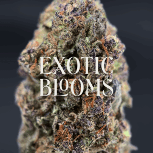 Super Boof strain buds with cherry berry aroma, citrus nuttiness, and balanced hybrid effects, available for delivery in Washington DC, Virginia, Maryland, and Richmond.