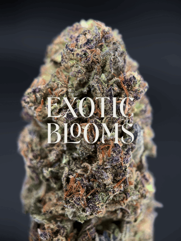 Super Boof strain buds with cherry berry aroma, citrus nuttiness, and balanced hybrid effects, available for delivery in Washington DC, Virginia, Maryland, and Richmond.